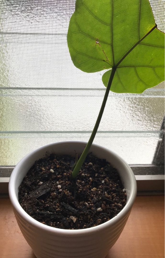 ウンベラータをY字に枝分かれさせる方法！枝数を増やしたいなら剪定が必要