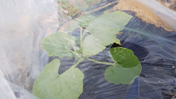 カボチャ 苗から の記録「雌花しか咲かない！」：イケさんの日記 by 菜園ナビ