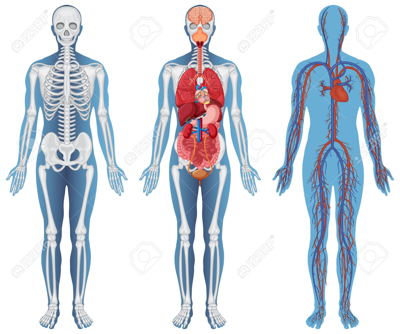 美術解剖学で人体を深く理解！加藤公太が教える骨格と筋肉の描き方絵の話イラストに関する長い話