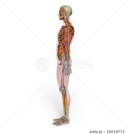 人体模型 内臓組織 のイラスト - いらすと本舗