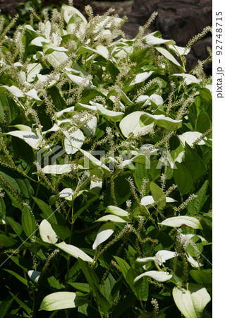 京都 祇園 建仁寺塔頭 両足院 半夏生 2020年撮影