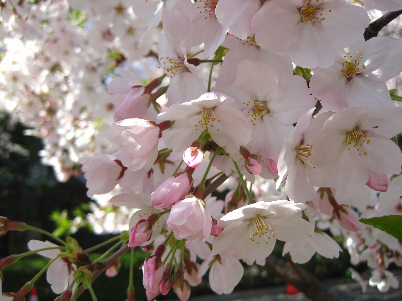 毎日暑くてヘトヘトいっぱい食べなくちゃ！と思ってたら ぶくぶく太ってきました🤣 二の腕やばーい！と思いつつ、食べることはやめられない！笑なのでこの際、筋トレして体力増やしていきたい2025夏☀️はるのごはん日記料理パン作り
