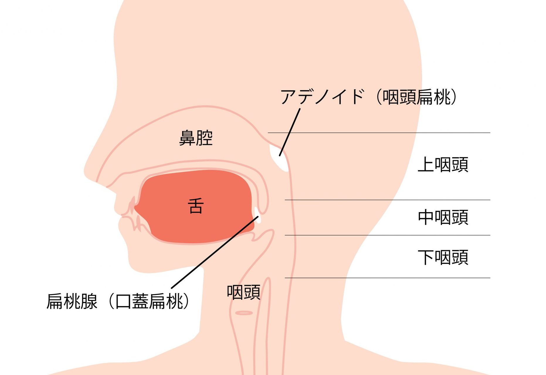 急なのど風邪？ 急性咽頭炎の症状や治療方法・原因について解説！江東区 東大島駅1分 よし耳鼻咽喉科 耳鼻科 ・小児耳鼻科・アレルギー科