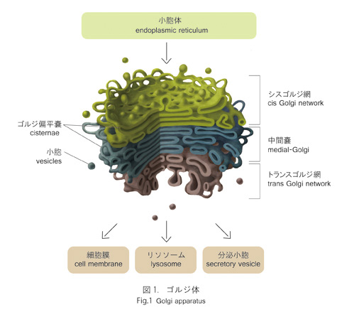 ゴルジ体ってなんだろう