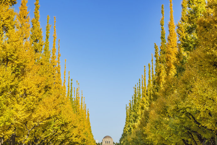 においはすごいが可能性もすごい 「ギンナン」グルメ化に励む町 Yahoo!ニュース オリジナル THE PAGE