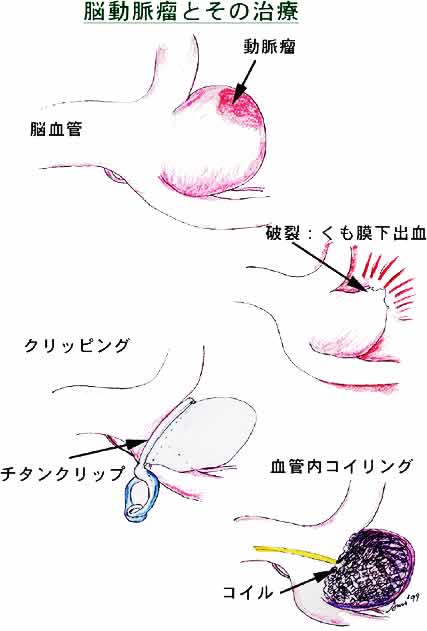 Terminologia Anatomica TA に基づく解剖学