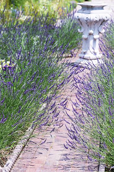 イングリッシュラベンダーの育て方鉢植えで室内栽培がおすすめ？🍀GreenSnap グリーンスナップ