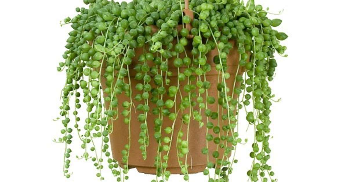 多肉植物の風水効果とは？運気が上がる置き場所や方角を徹底紹介