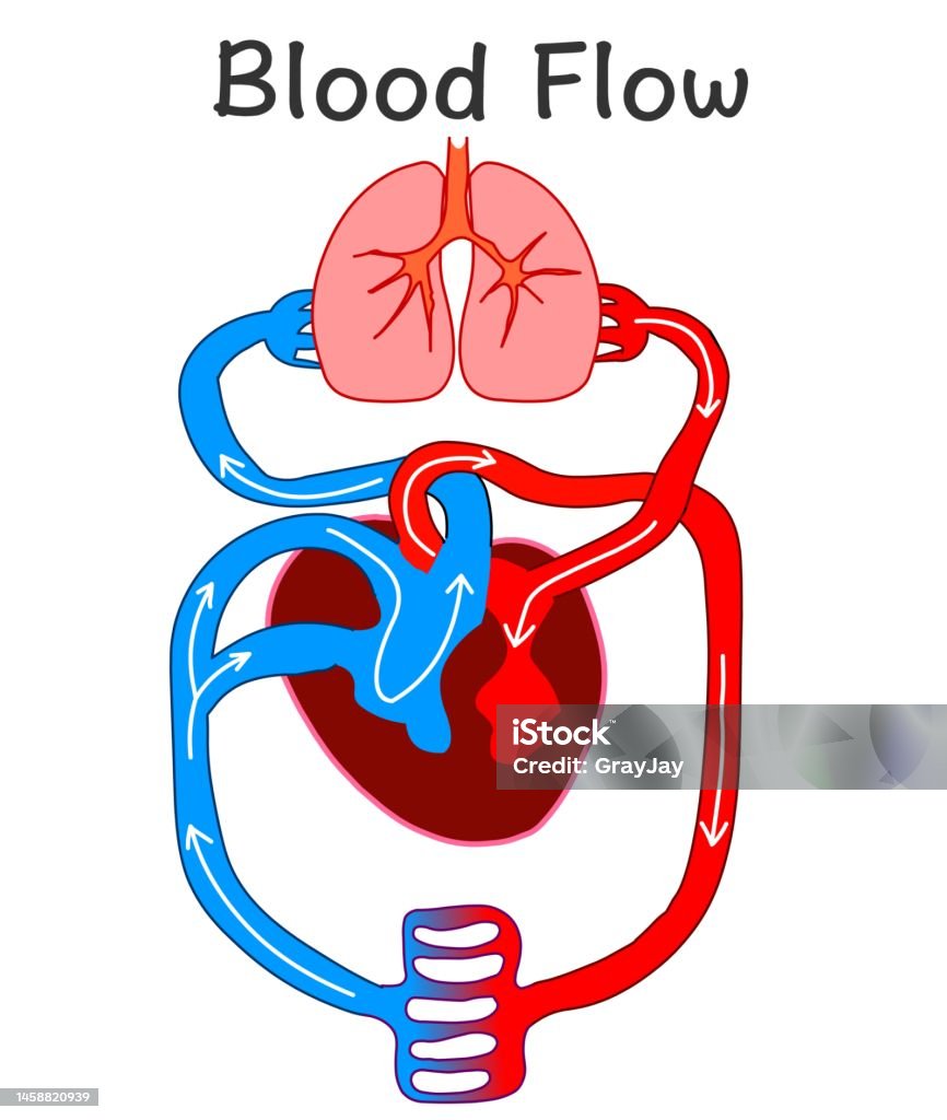 血液循環」の4.7万点のロイヤリティフリー画像、写真素材、絵Shutterstock
