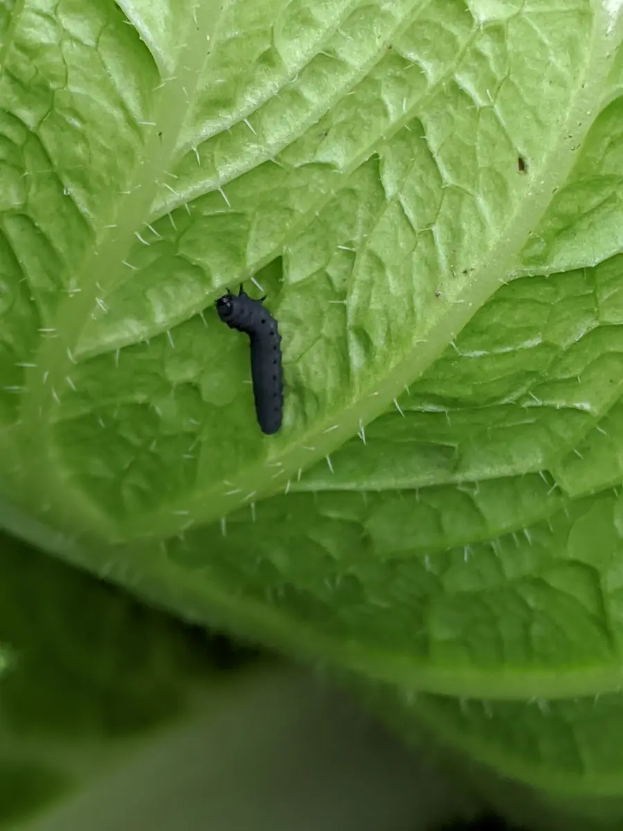 植物に付く害虫の種類！農家・ガーデニングで要注意な虫の予防法 画像あり