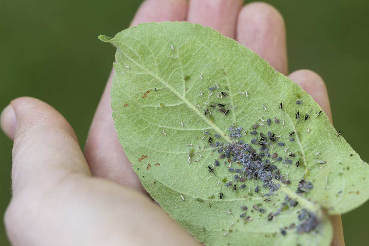 ペパーミント商会 ハッカ油 スプレー&詰替えセット 各20ml 虫除け 蚊 ブヨ カメムシ ゴキブリ ベランダ ハッカオイル はっか油 日本製メール便 : 手しごと本舗 - 通販 - Yahoo!ショッピング