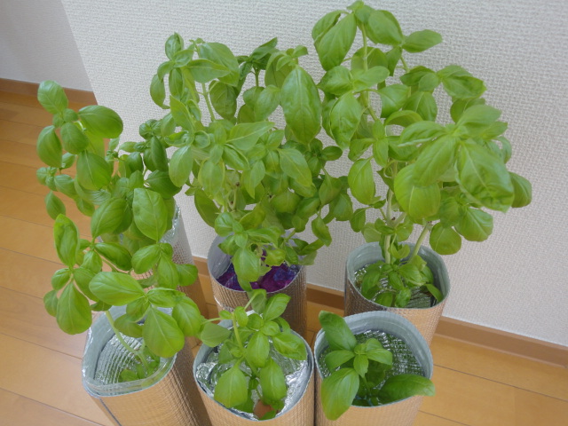 ペットボトル栽培のバジル 冷製パスタ2種♪レッドストライプ 男の料理エッセイ