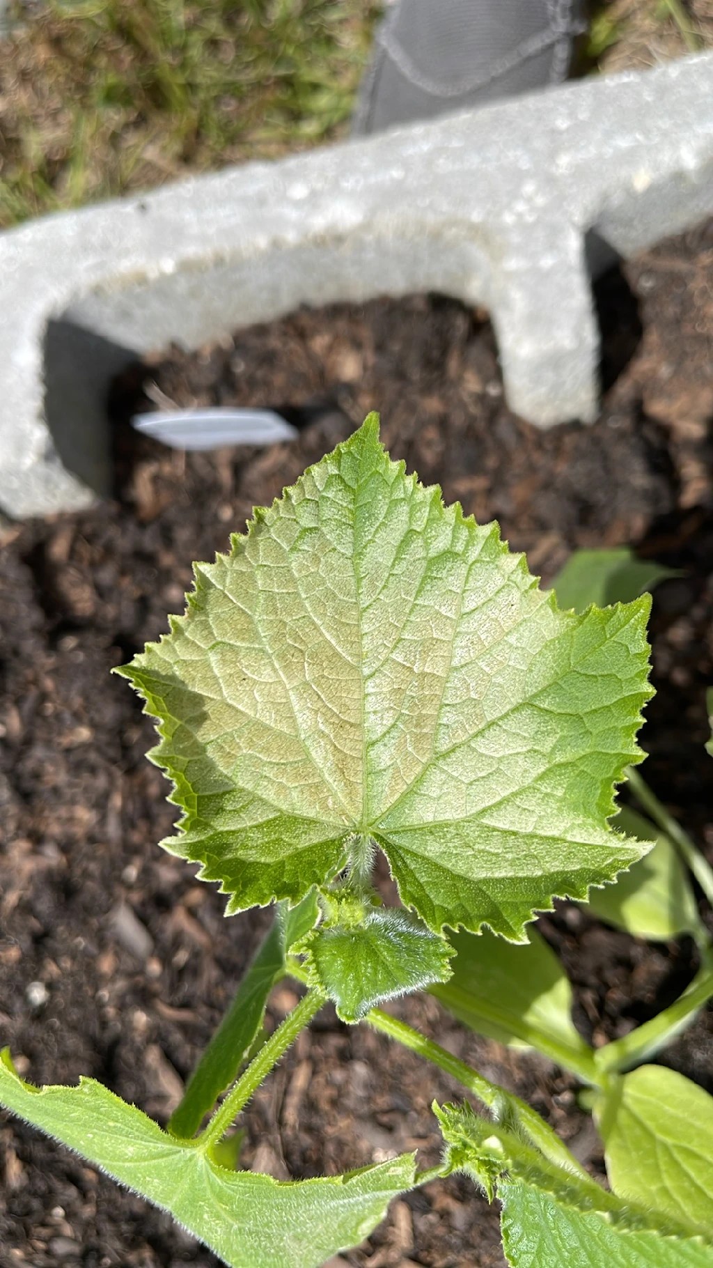 きゅうりの葉が白くなるときの対処法新築の庭で家庭菜園ブログ