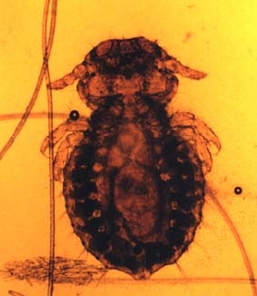 犬のシラミ：兆候、症状、治療法