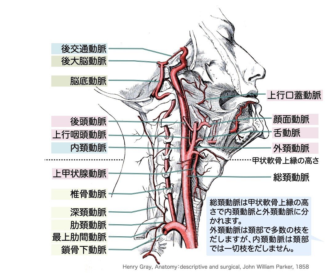 喉頭を構成する4種類の軟骨1. 甲状軟骨 - 喉頭隆起 のど仏 を形成 - 総頚動脈分岐部は甲状軟骨上縁の高さ - 甲状腺は甲状軟骨の前下面 2.輪状軟骨 - 喉頭の土台。輪状軟骨と甲状軟骨、輪状軟骨と1対の披裂軟骨が関節を形成。 - 第6頚椎の高さ - 食道狭窄部 輪状