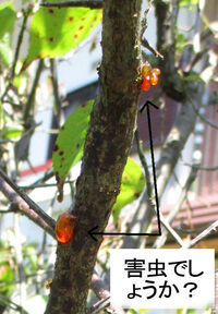 梅の木の病気と虫の巣DHU造園