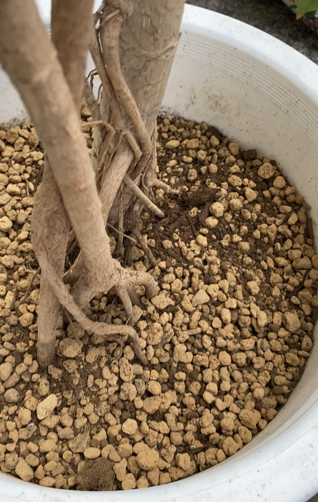 時期を見逃すな！ 観葉植物の植え替えを成功させるコツHORTI by GreenSnap