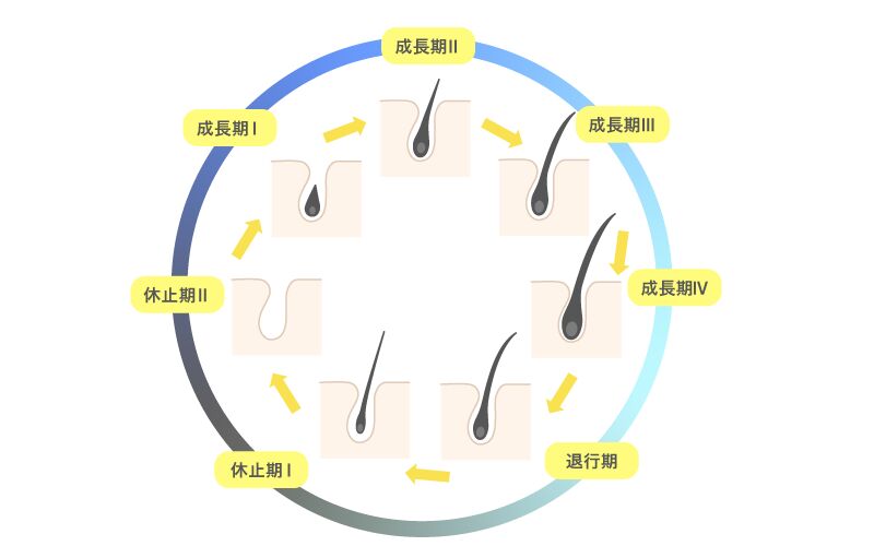 毛周期 ヘアサイクル とは 医師監修AGA 植毛コラム公式 紀尾井町クリニック－自毛植毛専門27年 東京・大阪