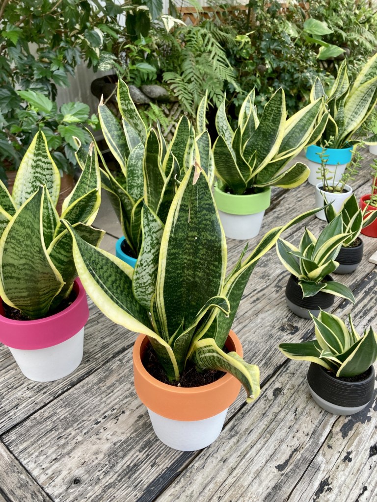 サンセベリア・シルバー・フレームの増やし方 挿し木編 の巻Sayabo 清房 ハンドメイド・クラフト・Life