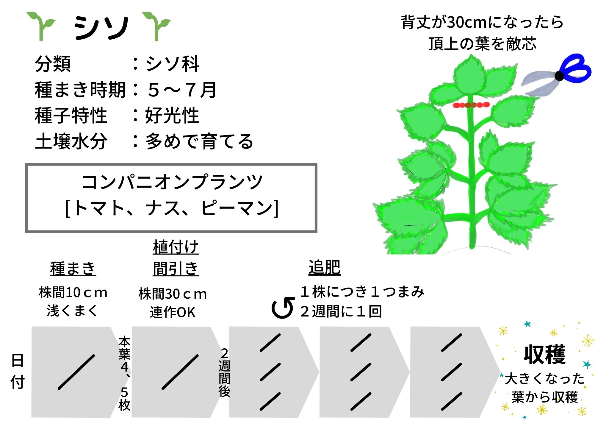 シソの育て方プランター栽培、肥料の与え方も解説 – 自然暮らし