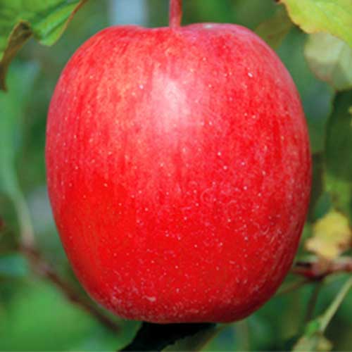 スターティンポーズはむずかったみたいAI