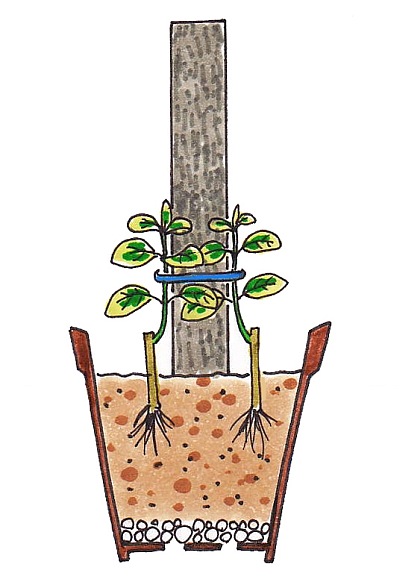 観葉植物 ホヤ サクララン 育て方観葉植物 販売のアンジェリック