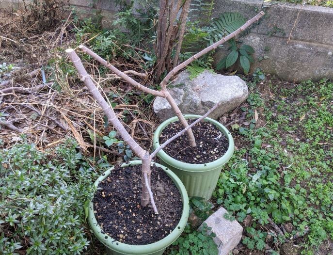 イチジクを鉢植えで育てよう！ よく実る美味しいホームフルーツGardenStoryガーデンストーリー