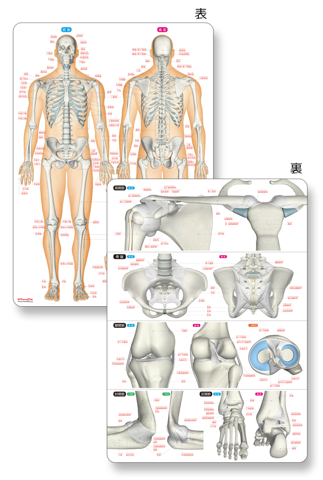 等身大人体の筋肉