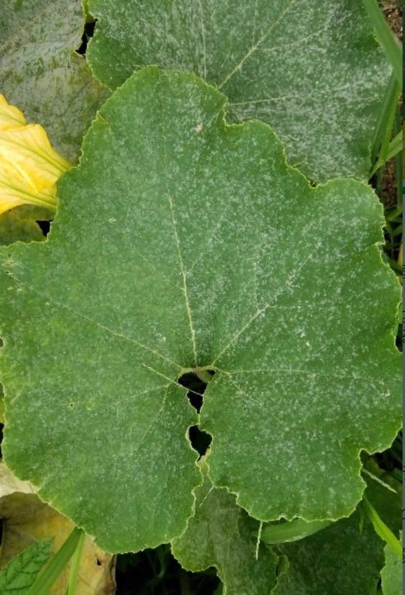 かぼちゃのつる枯病 新症状
