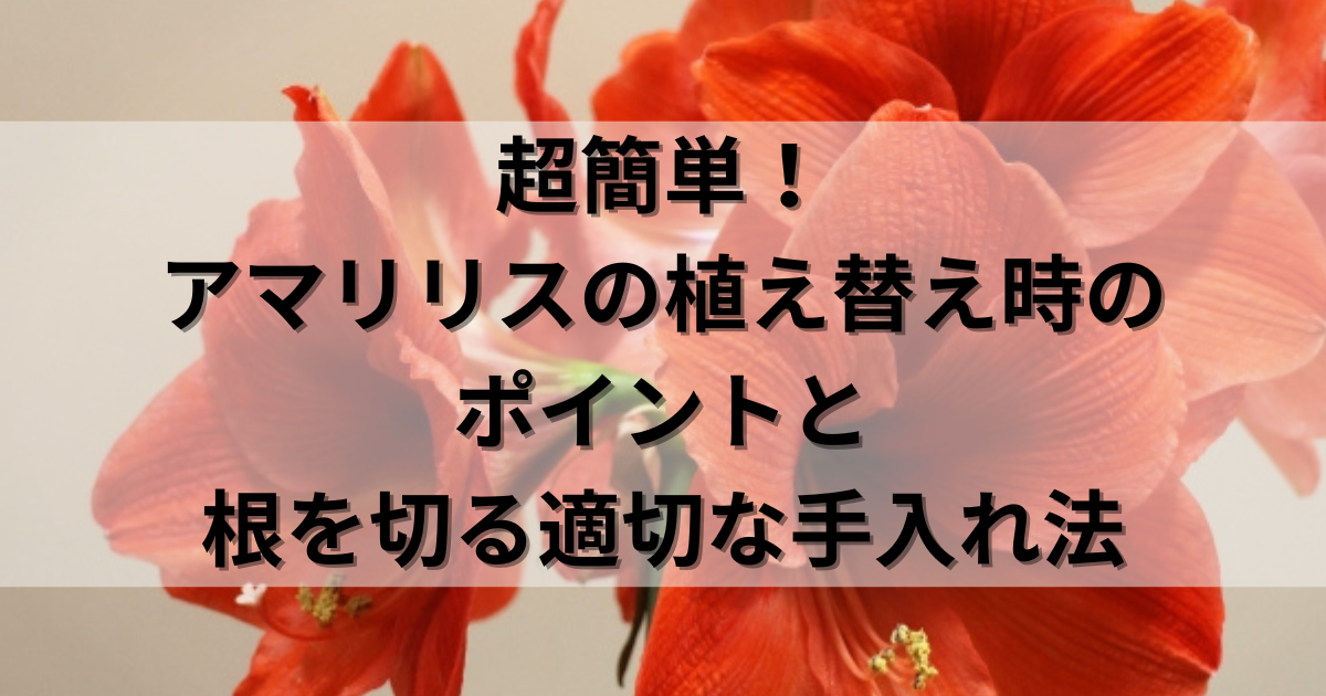 アマリリスの正しい育て方と簡単なお手入れ方法人気が高い10品種も紹介