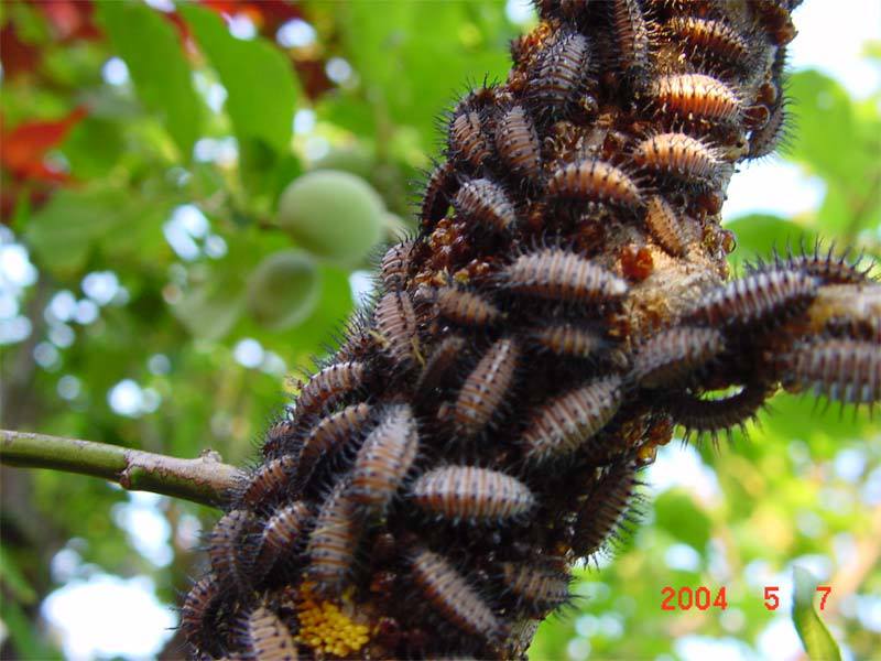 すももの防除 5月中旬