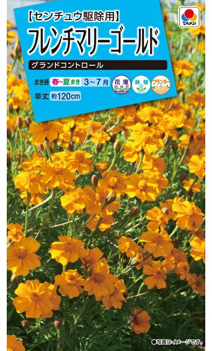 フレンチマリーゴールド：グランドコントロール センチュウ駆除用タキイ 花タネの通販園芸ネット