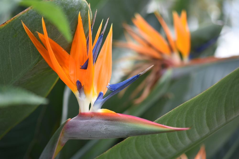 観葉植物 ストレッチア 引き取り希望 2m 観葉植物 ストレッチア 引き取り希望 2m