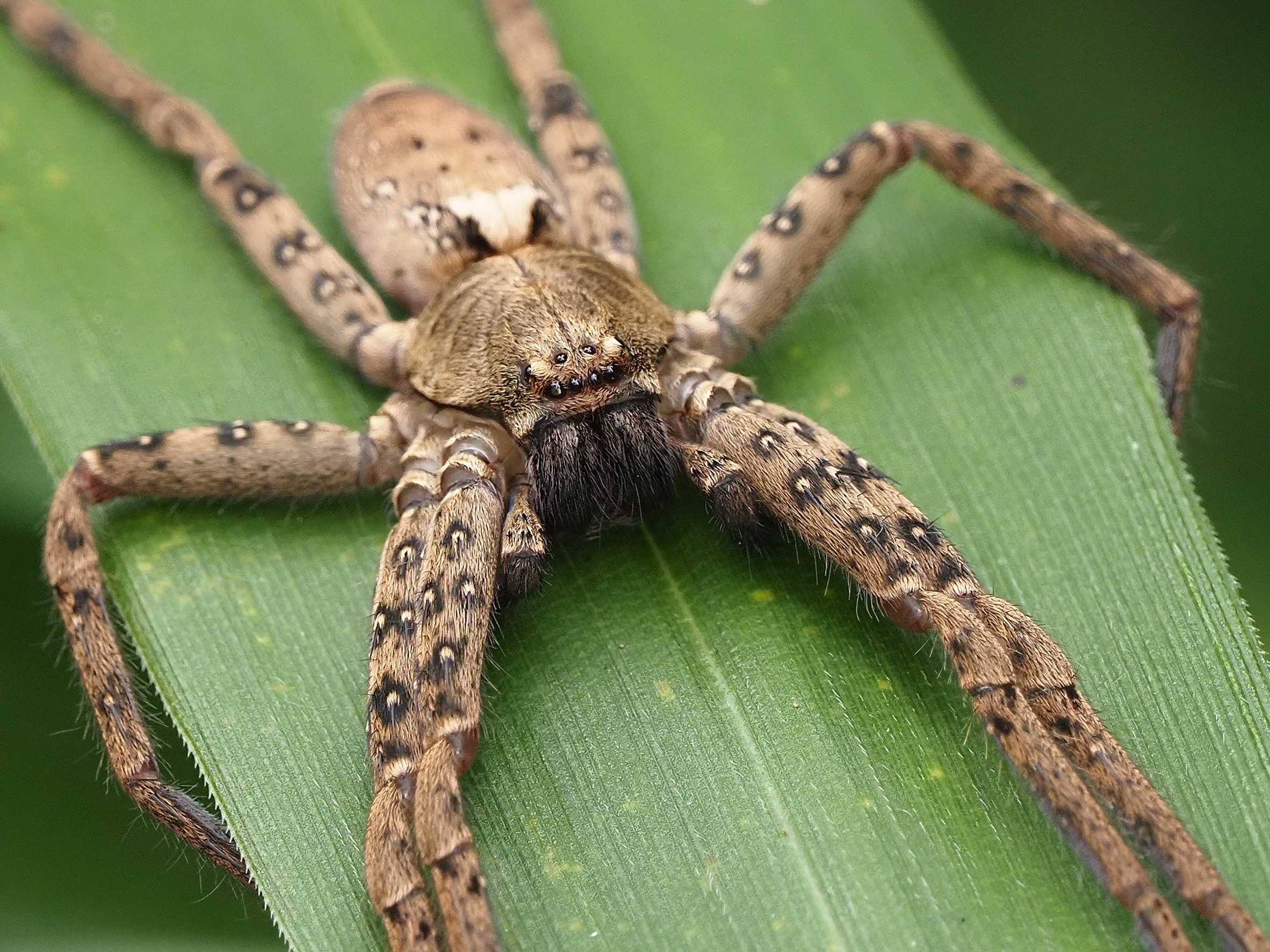 世界最大のカブトムシだそうです。気持ち悪いです。 _
