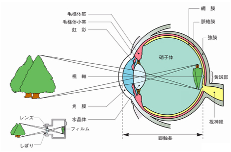 1,200点を超える眼球 断面図のイラスト素材、ロイヤリティフリーのベクター素材グラフィックスとクリップアート - iStock