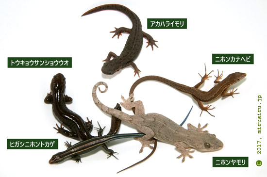 ニホンヤモリ - Wikipedia