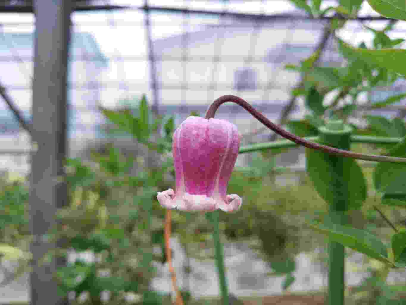 メロンパイの「ナデシコ 