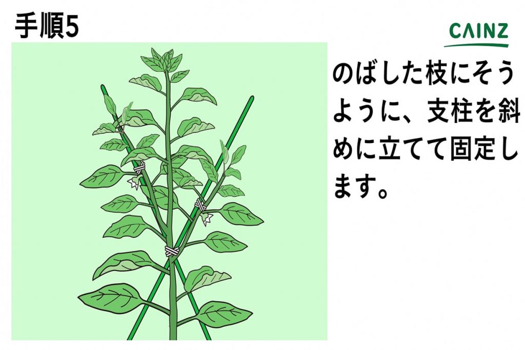ピーマンの育て方プランター栽培、肥料の与え方も解説 – 自然暮らし