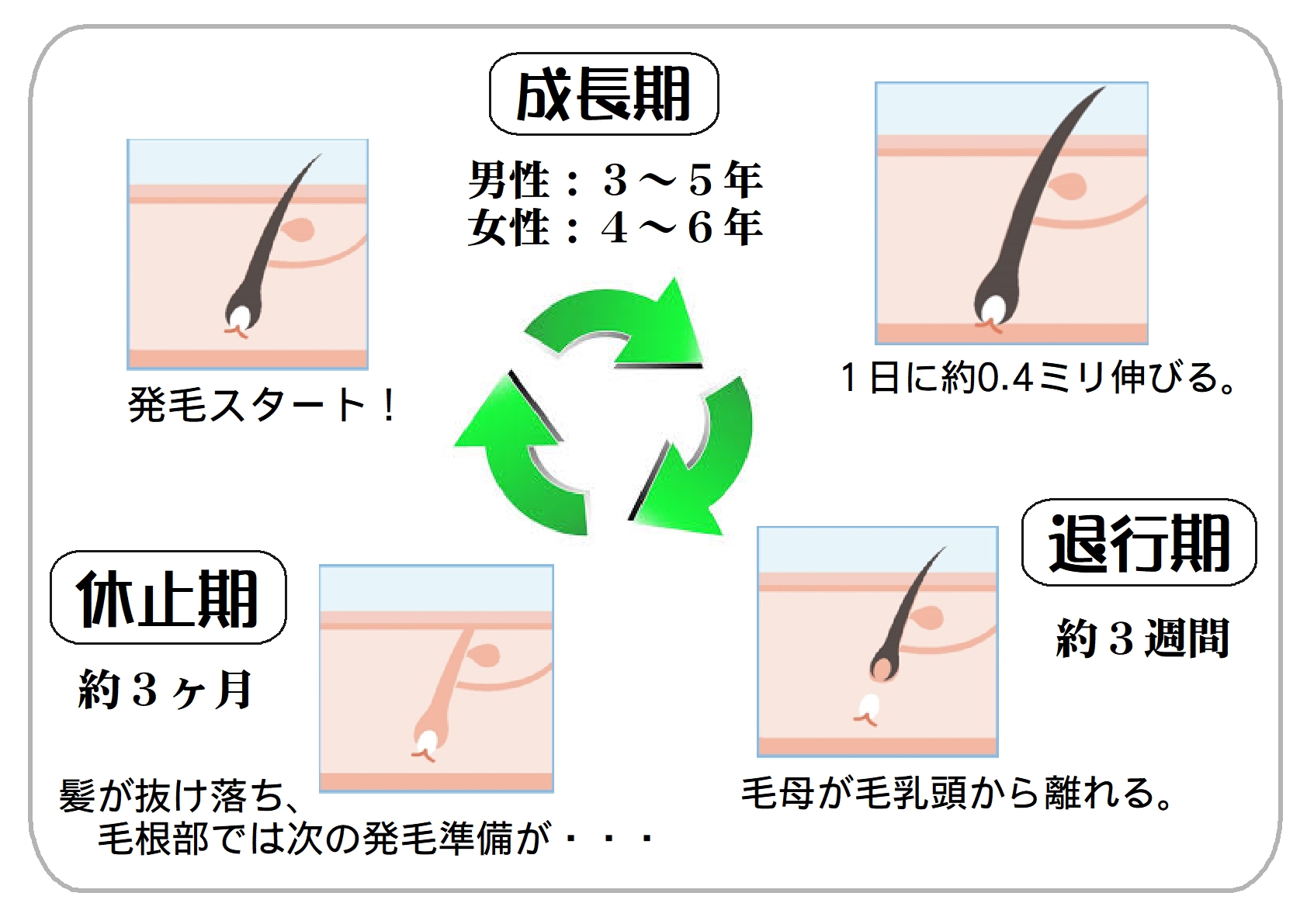 AGA 男性型脱毛症 とは？ヘアサイクルがポイント公式 ウィルAGAクリニック