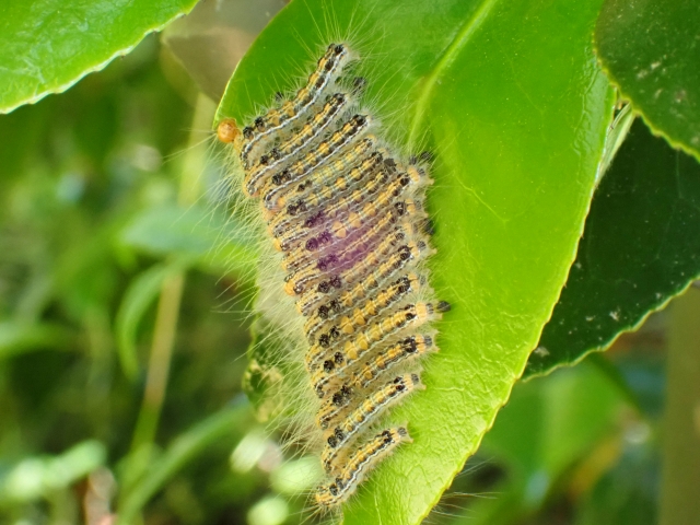 画像あり 毛虫に刺された跡の特徴│虫の駆除方法も解説 - くらしのマーケットマガジン