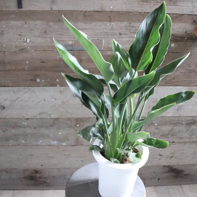 光触媒 人工観葉植物 フェイクグリーン オーガスタ ストレッチア160@m