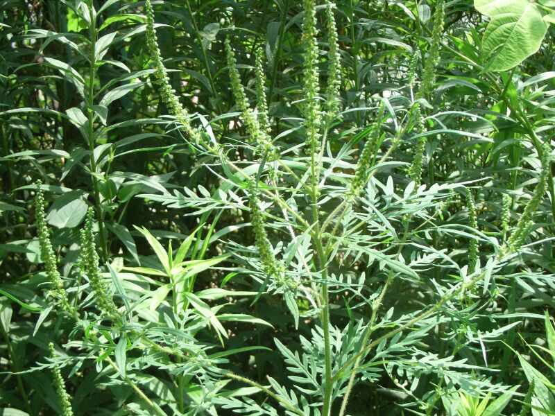 秋の鼻グズグズ対策に「ブタクサ花粉症」特集記事を公開。8月9月10月の花粉は何？症状の特徴、おすすめ花粉症薬、対策法とは？NEWSCAST