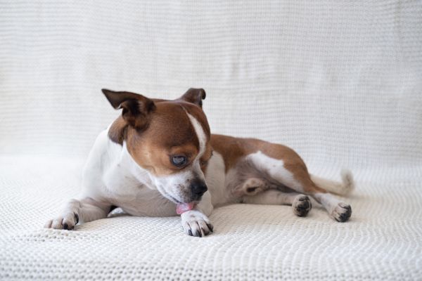 これが『弱さ』を認め人の靴を舐める『強さ』を手にする手順である遠藤やさしい