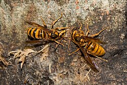 ｸﾛｽｽﾞﾒﾊﾞﾁ クロスズメバチ 」の意味や使い方 わかりやすく解説 Weblio辞書