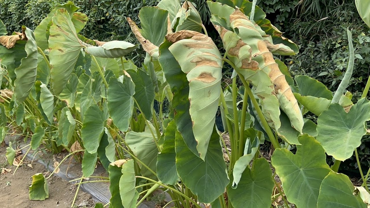 気候危機 猛暑でサトイモの葉が枯れる 埼玉の農家「作柄心配」 豪雨被害の九州では花など被害もJAcom 農業協同組合新聞
