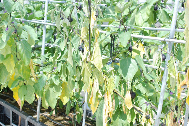 なす 黒枯病 : こうち農業ネット