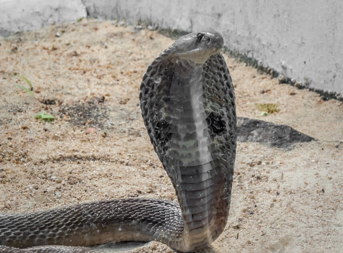 夢占い 蛇の夢の暗示は？ 蛇の色やシーン別の意味56選「マイナビウーマン」