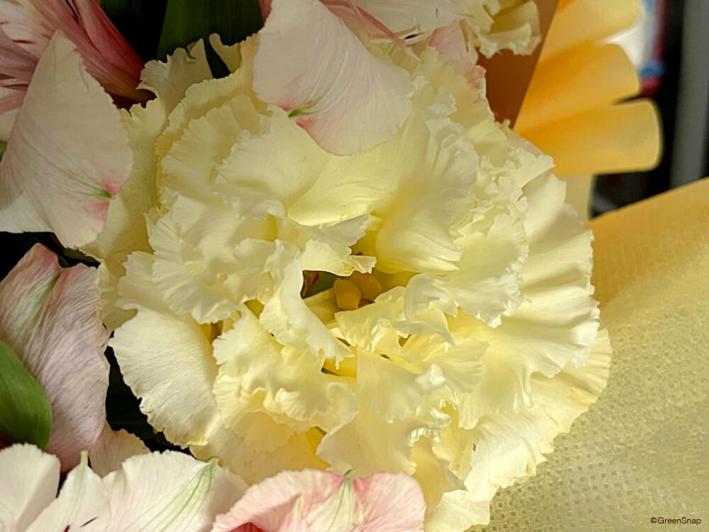 初心者が種からトルコキキョウを栽培チャレンジ 春蒔き そだレポ 栽培レポート bymikan-iyokanみんなの趣味の園芸