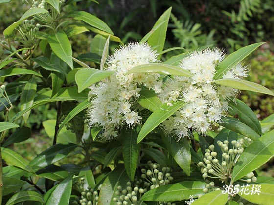 レモンマートルの育て方剪定や挿し木の時期と方法は？🍀GreenSnap グリーンスナップ