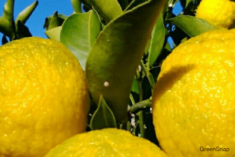 ゆずの栄養成分と健康効果